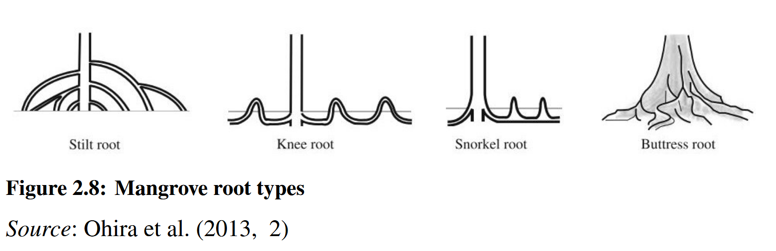 Mangrove trees’ complex aerial root systems are classiﬁed into four types: (1) stilt root, (2) knee root, (3) snorkel root (or peg root), and (4) buttress root (Tomlinson 1986) in 