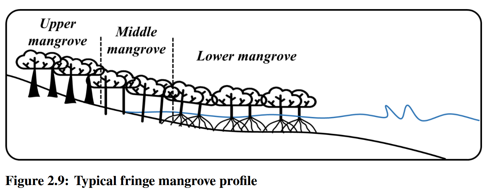 Les différents types de mangrove.